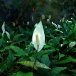 peace lily