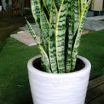 Snake Plant